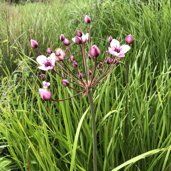 Butome en ombelle (Butomus umbellatus) &copy; Nicolas Macaire / LPO